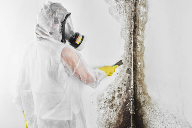 Best Office Mold Removal Services  in Lmar, DE