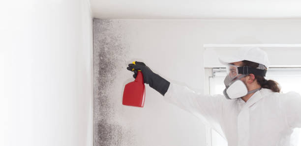 Best Fast Mold Removal  in Lmar, DE