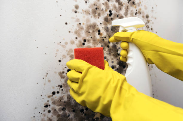 Best Black Mold Removal  in Lmar, DE