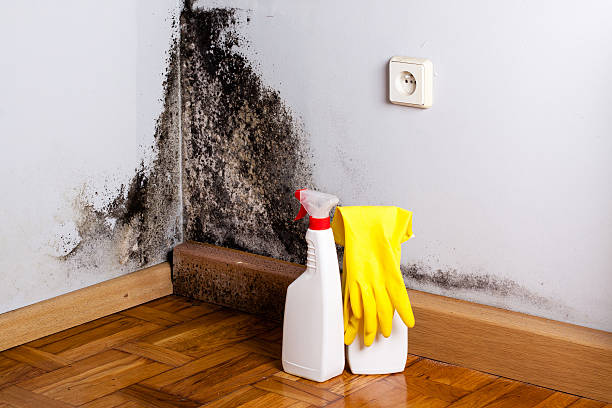 Mold Testing and Removal in Delmar, DE